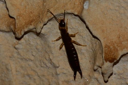 Euborellia sp.
